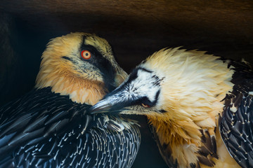 Bearded vulture (Gypaetus barbatus), also known as the lammergeier or lammergeyer