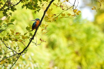 黄葉の枝に止まるカワセミです。