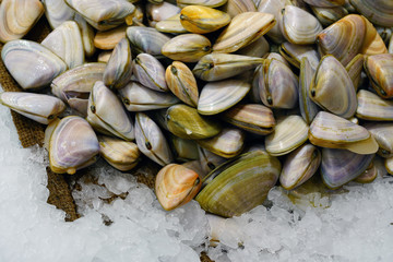 Fresh pipi shell (Paphies australis) for sale at a fish market in Sydney, Australia