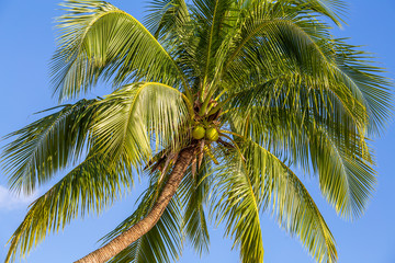 Obraz premium Green leaves of coconut palm tree against the blue sky. Nature travel concept