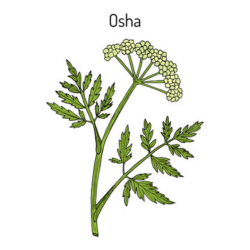 Osha Ligusticum porteri , medicinal plant