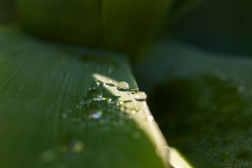 Water drops on a green leaf in a garden