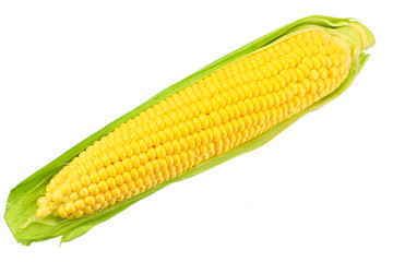 Fresh corn on cob isolated on white background