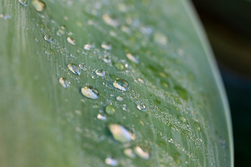 Water drops on a green leaf in a garden