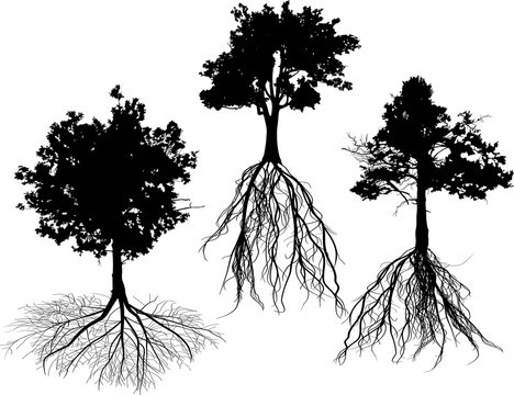 three oak with root silhouettes isolated on white