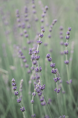 Fototapeta premium Lavender beautiful flowers