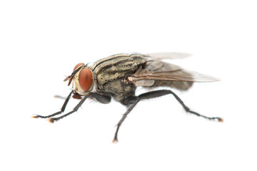 The Housefly on White background in Thailand and Southeast Asia.