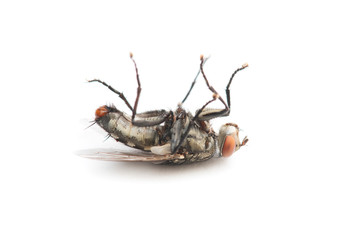 The Housefly dead on White background in Thailand and Southeast Asia.