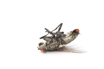 The Housefly dead on White background in Thailand and Southeast Asia.