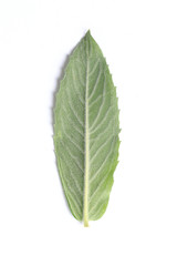 Fototapeta premium Green leaf. Isolated on a white.