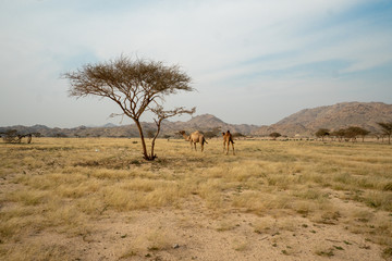 Wild camels on grassland in Taif Region, Saudi Arabia