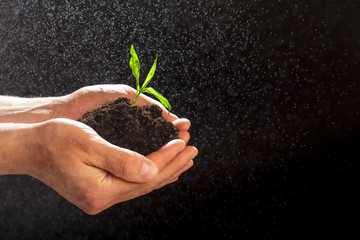World environment day concept:The mans hand holding a small tree. Two hands holding a light green tree. holding seedlings isolate.Seedlings are growing in the days ahead.- Image