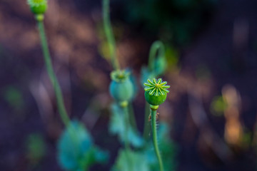 Green heads of poppies, usually planted for food industry, but illegal use is for opium drugs. Photo with selective focus