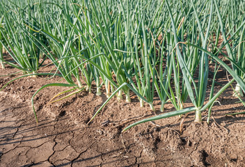 Parched ground beside young onion plants