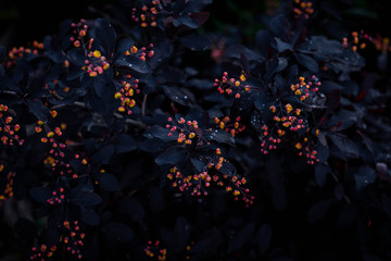 leaves and flowers of barberry on the bush