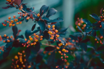 leaves and flowers of barberry on the bush