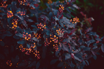 leaves and flowers of barberry on the bush