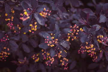 leaves and flowers of barberry on the bush