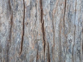 texture of bark of an old tree