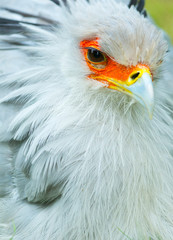 Secretarybird or Secretary Bird (Sagittarius serpentarius)