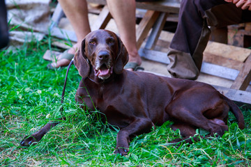 German Shorthaired Pointer