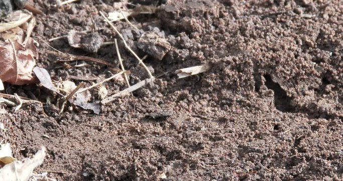 A toad hops and crawls out of frame, close up