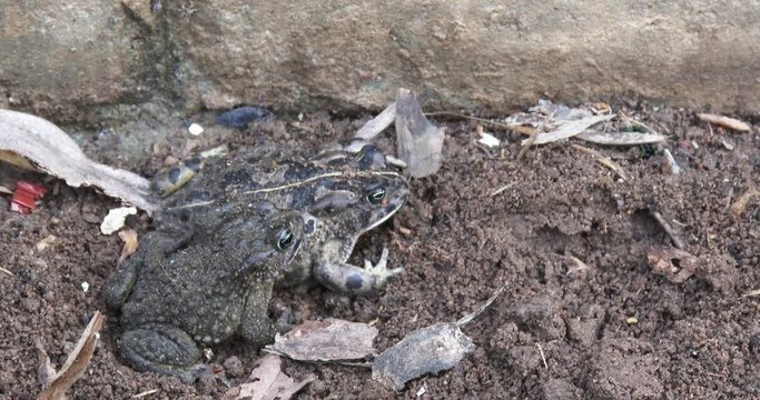 A toad hops into frame next to a larger toad in Africa, close up