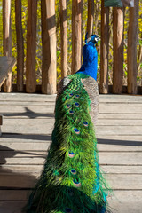 Obraz premium Peacock on the fence on a bright sunny day