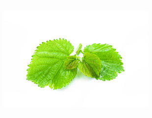 Green Mulberry leaf isolated on white background.