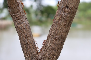 trunk of a tree