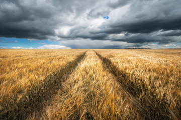 Autumn landscape