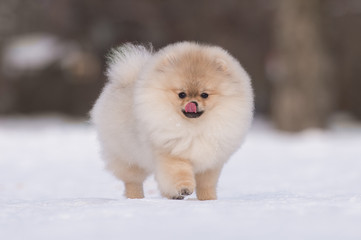 Pomeranian puppy walks in the snow and licks his nose