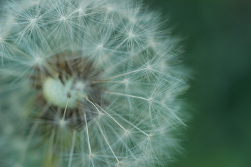 close up macro showing the soft, fragile, delicate white petals and flower grouping on a dandelion in a typical family garden