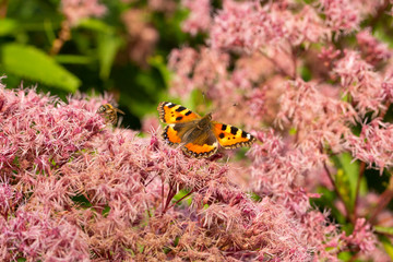 Fototapeta na wymiar Eupatorium odoratum fluffy flowers. Butterfly Small Tortoiseshell urticae on blooming pink fleecy flowers, butterfly eating pollen