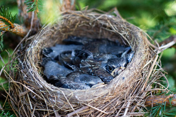 thrush chicks in a nest on a tree chicks in a nest on a tree branch close up in spring in the sunlight
