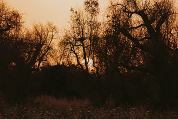 tramonto tra gli Ulivi
