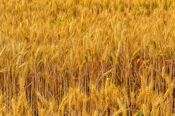 Summer, the growth of mature, harvested wheat. Tangshan, Hebei Province, China.