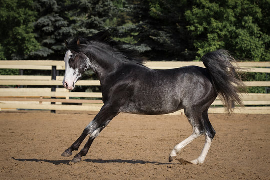 Black Arabian horse running free on sandy background