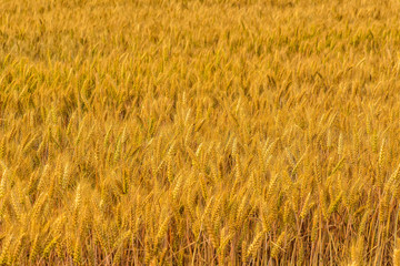 Summer, the growth of mature, harvested wheat. Tangshan, Hebei Province, China.