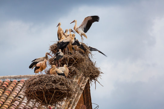 White stork colony, Alfaro, La Rioja, Spain, Europe