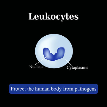 The structure of the white blood cells. Leukocyte. Vector illustration