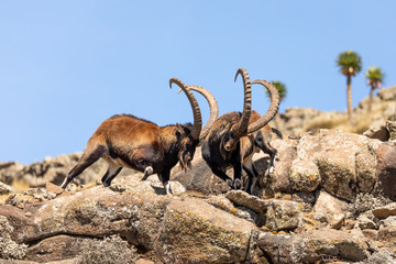 Very rare Walia ibex fighting, Capra walia, rarest ibex in world. Only about 500 individuals survived in Simien Mountains National park in Northern Ethiopia, Africa - obrazy, fototapety, plakaty