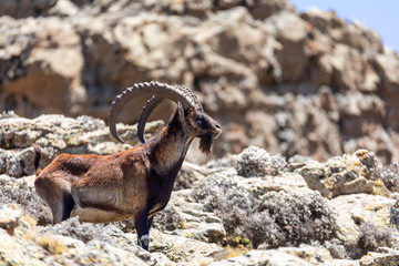 Very rare Walia ibex, Capra walia, one of the rarest ibex in world. Only about 500 individuals survived in Simien Mountains National park in Northern Ethiopia, Africa - obrazy, fototapety, plakaty