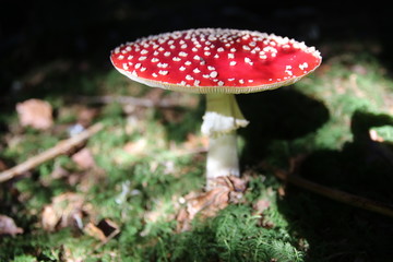 Fliegenpilz, Schwarzwald