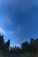 moon and trees