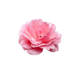 Beautiful pale pink rose isolated on a white background