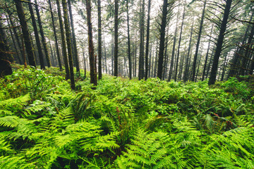 Samuel H Boardman State Park, Oregon, West Coast, United States of America, Travel USA, outdoor,...