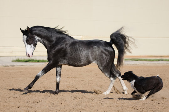Black Arabian horse running free on sandy background: body portrait in motion