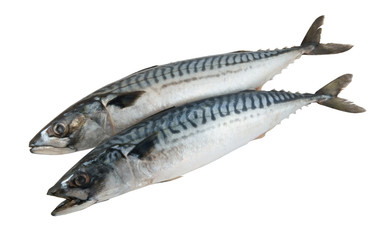 Two mackerel fishes isolated on the white background