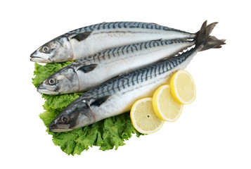 Fresh mackerel fish with salad leaves and lemon slices isolated